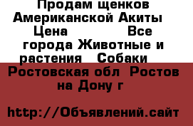 Продам щенков Американской Акиты › Цена ­ 25 000 - Все города Животные и растения » Собаки   . Ростовская обл.,Ростов-на-Дону г.